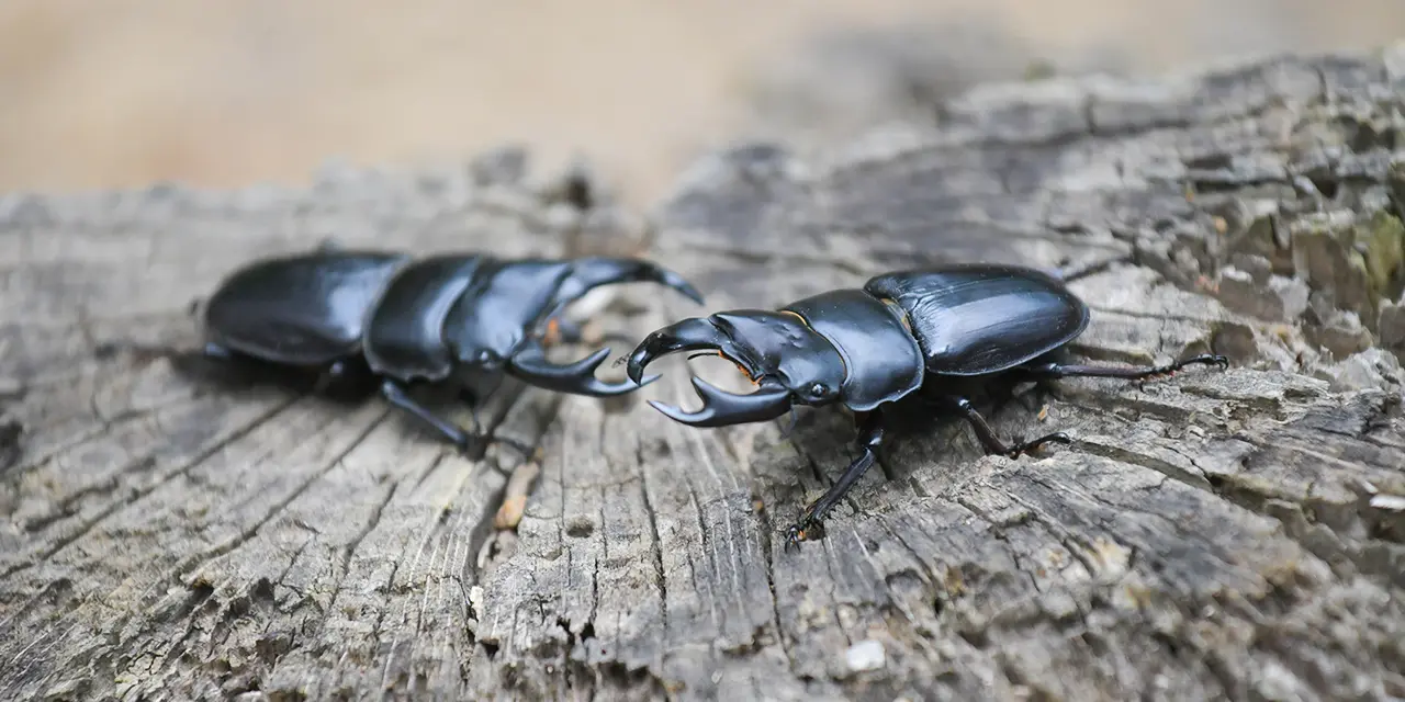 カブトムシ・オオクワガタ採りと鮎のつかみどりバーベキュー