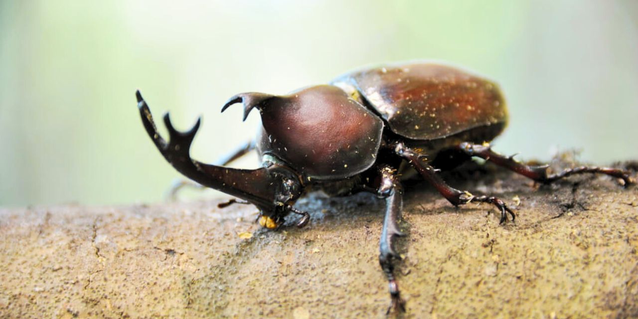 カブトムシ・オオクワガタ採りと鮎のつかみどりバーベキュー