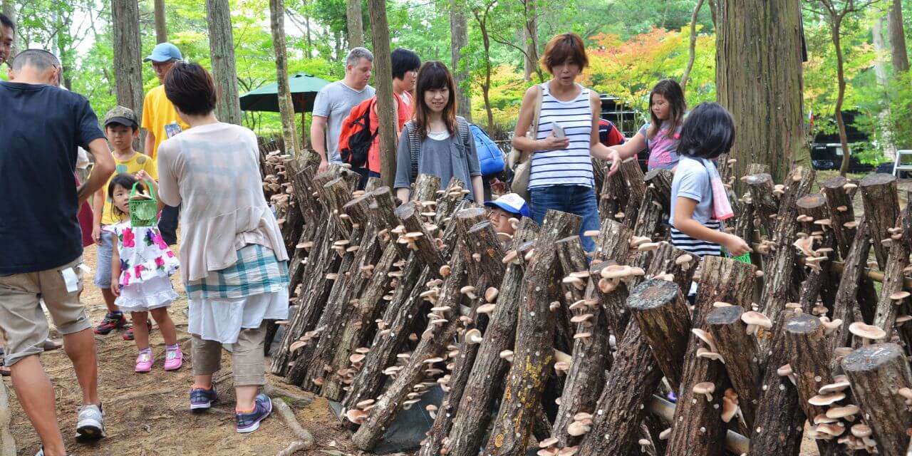しいたけ狩りとバーベキュー