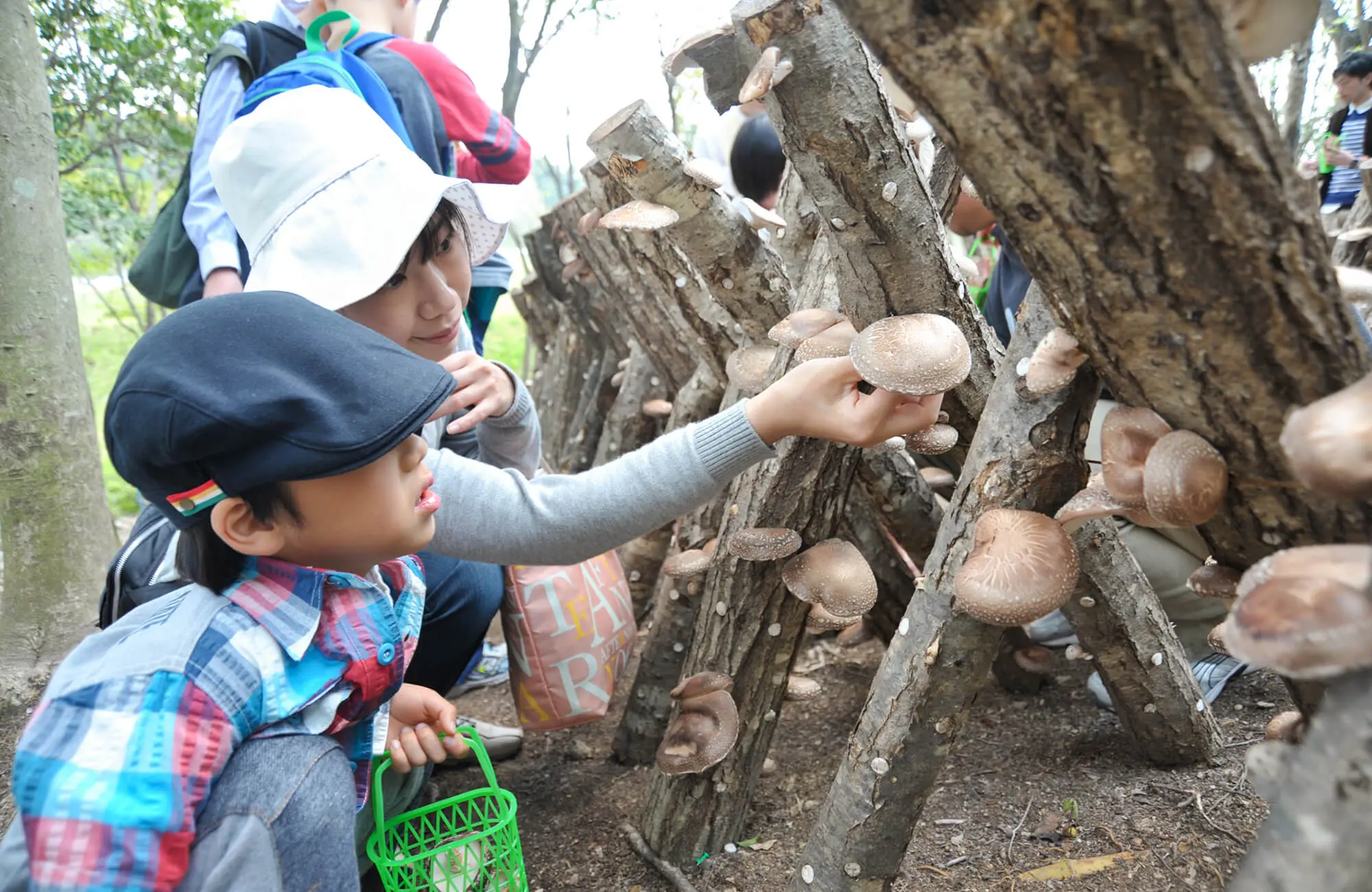しい茸園有馬富士