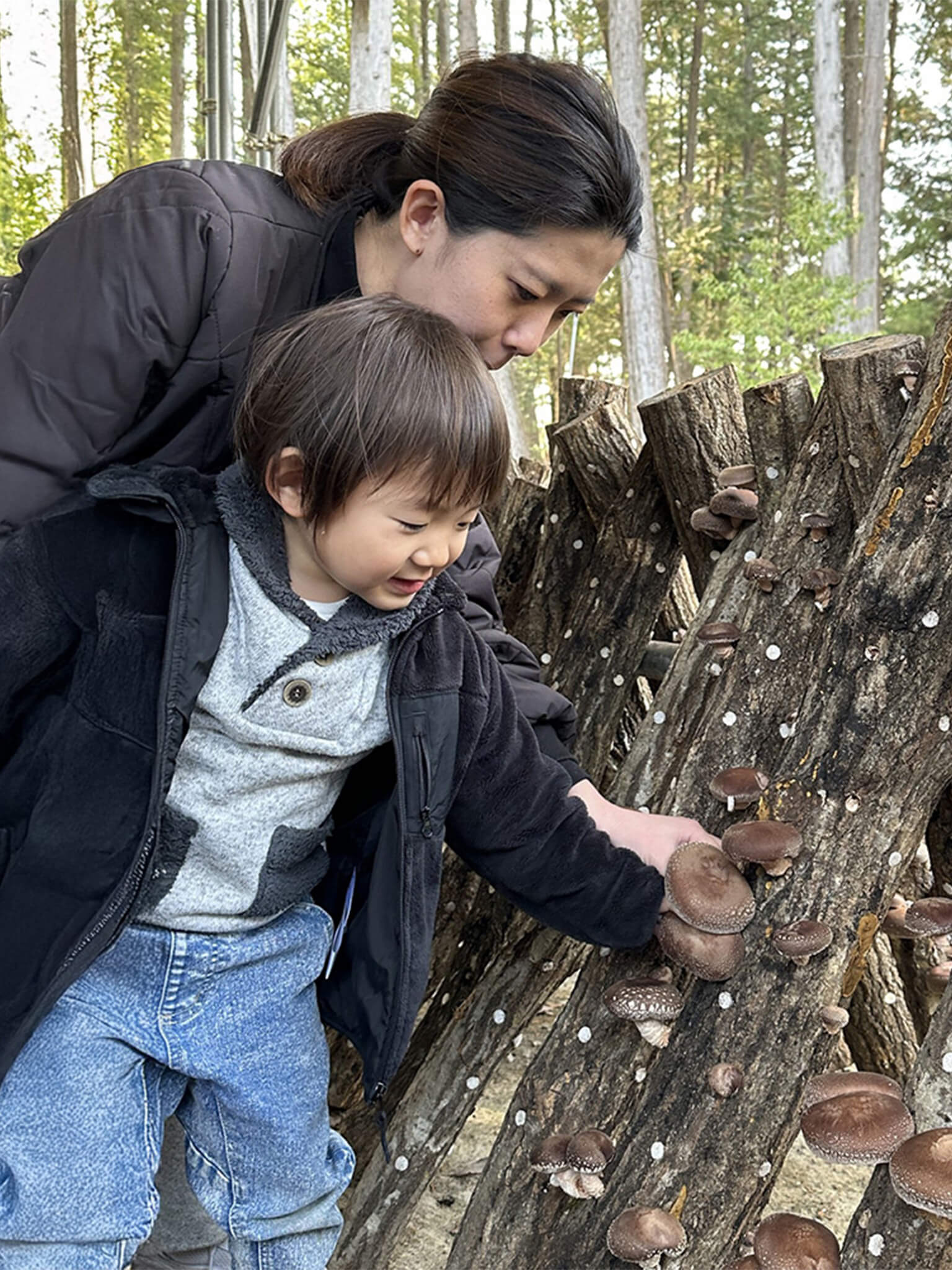 しい茸園有馬富士